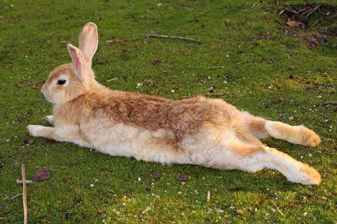 Rabbit-Island-2018_26