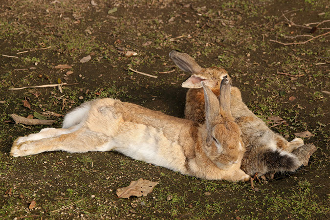 Rabbit-Island-2018_29