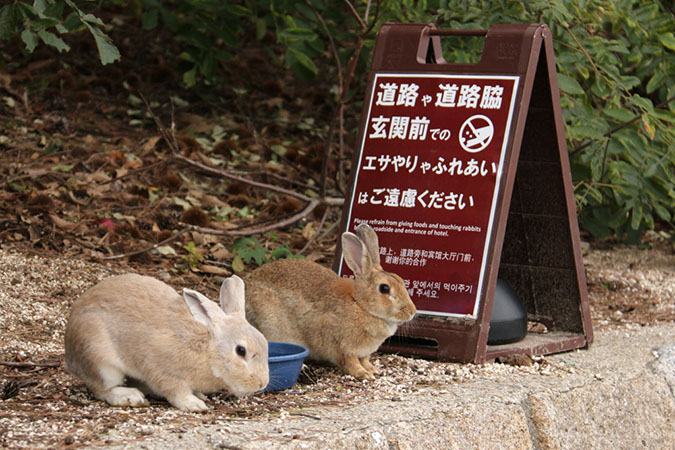 Rabbit-Island-2018_33