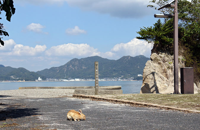 Rabbit-Island-2018_34