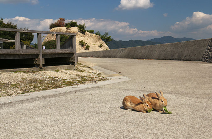 Rabbit-Island-2018_36