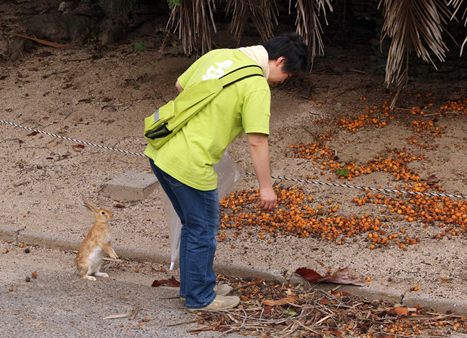 Rabbit-Island-2018_43