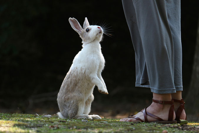 Rabbit-Island-2018_44