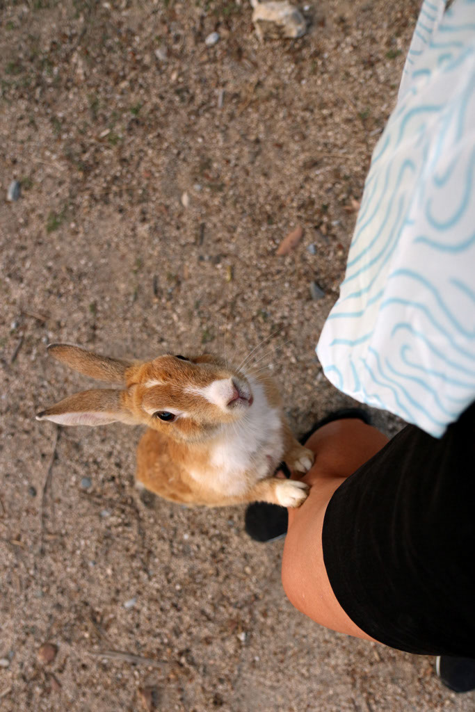 Rabbit-Island-2024_11