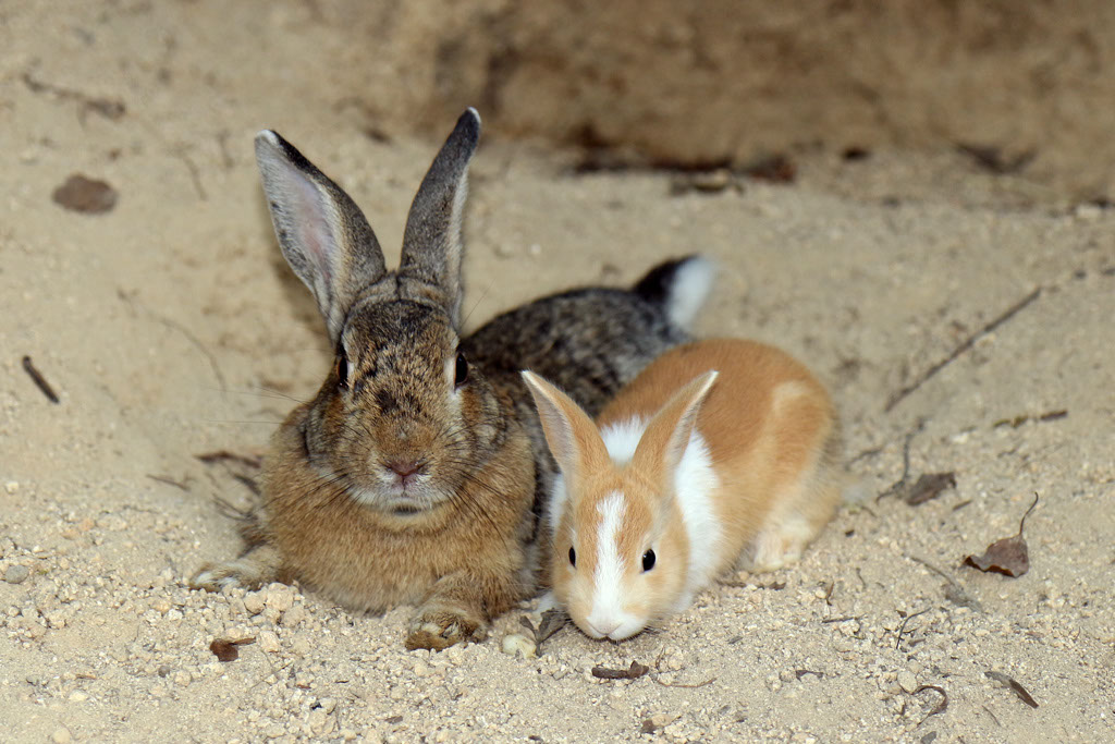 Rabbit-Island-2024_12