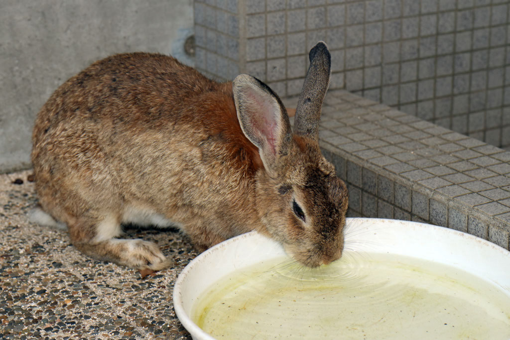 Rabbit-Island-2024_15