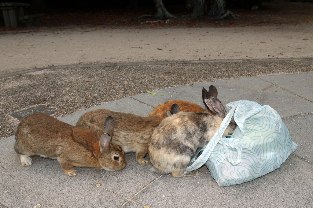 Rabbit-Island-2024_17