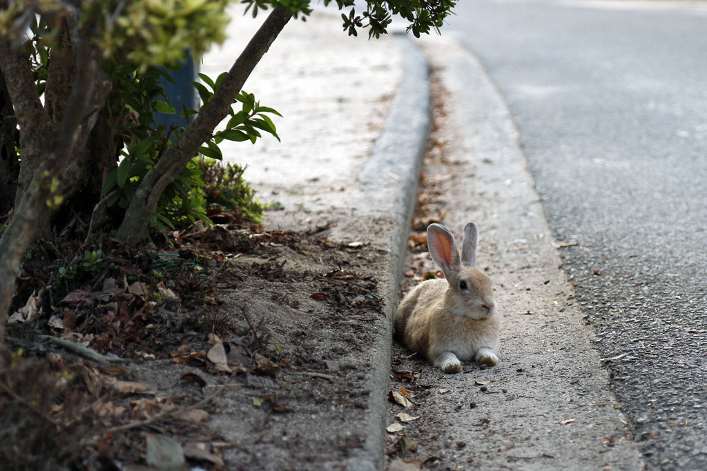 Rabbit-Island-2024_18