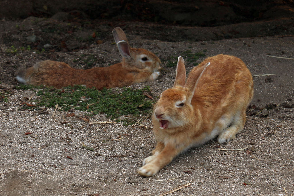 Rabbit-Island-2024_21