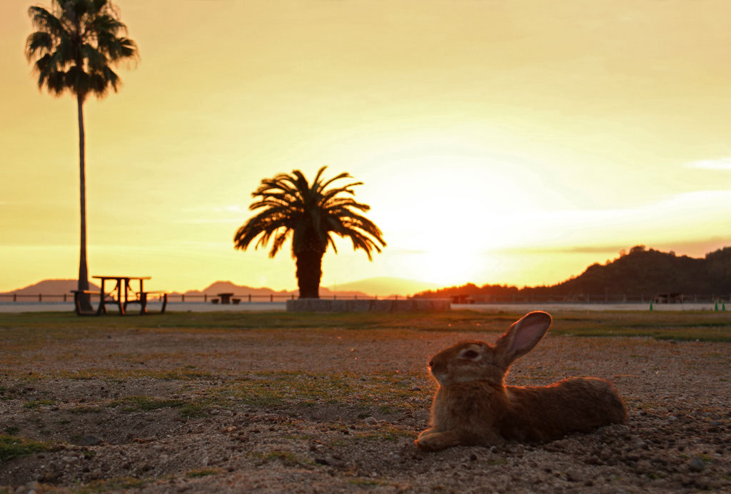 Rabbit-Island-2024_23