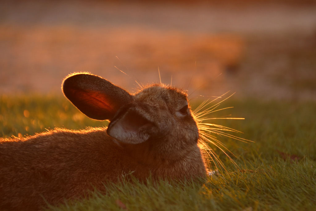 Rabbit-Island-2024_24