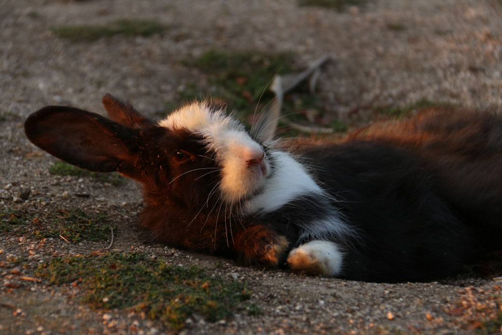 Rabbit-Island-2024_25