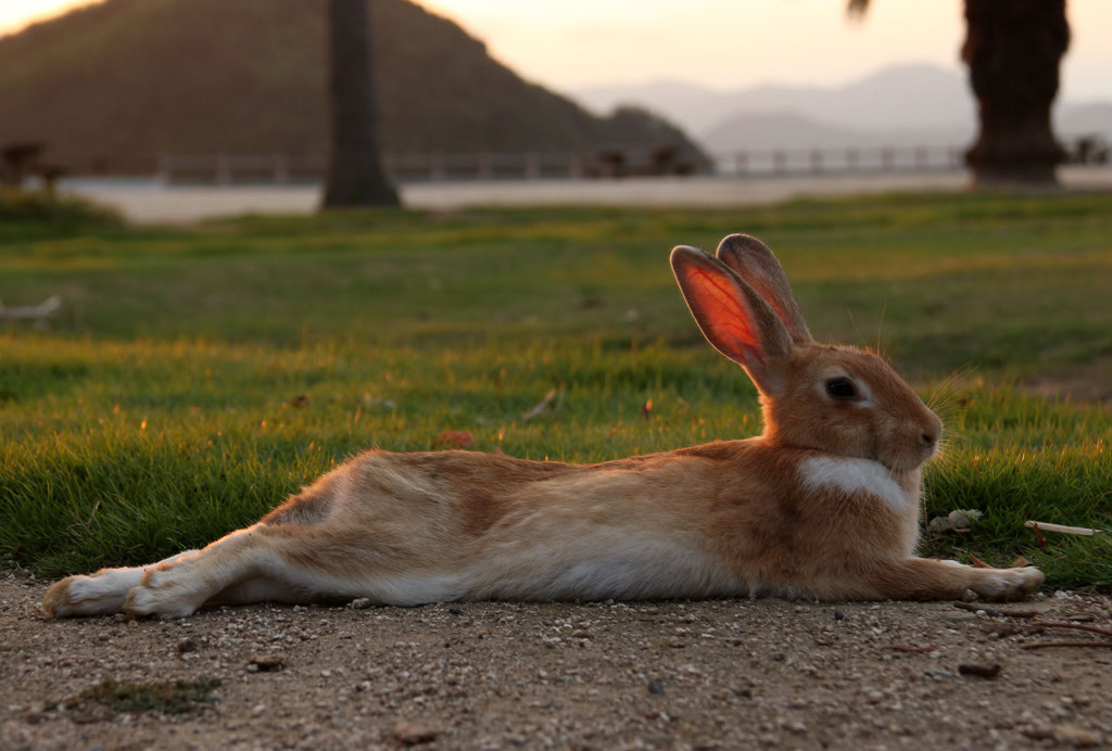 Rabbit-Island-2024_26