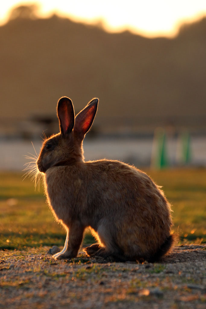 Rabbit-Island-2024_28