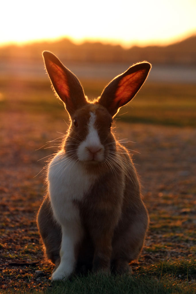 Rabbit-Island-2024_30