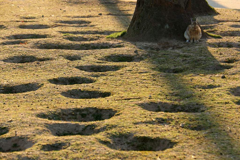 Rabbit-Island-2024_37