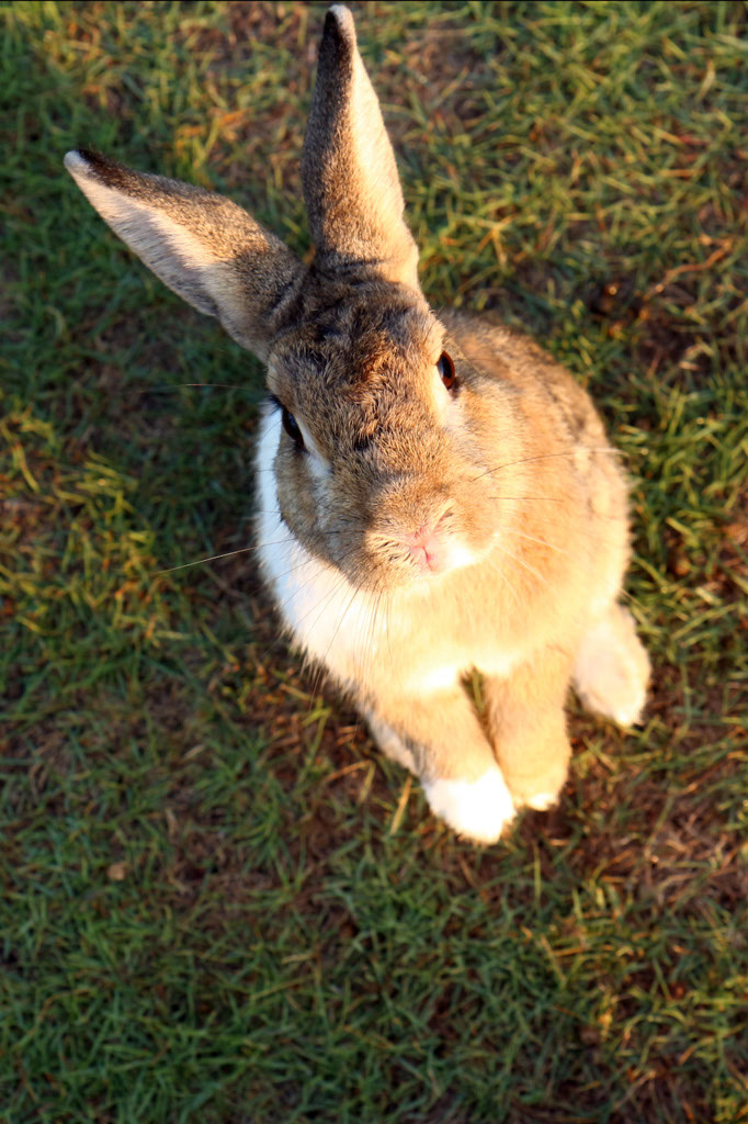 Rabbit-Island-2024_38