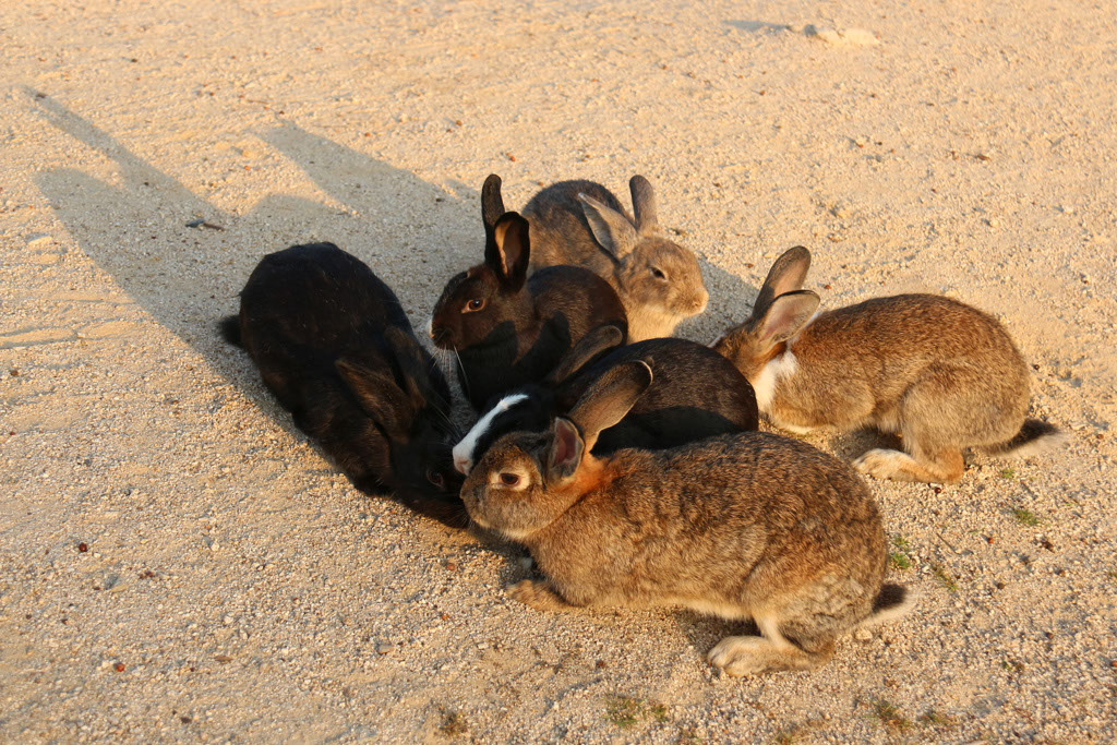 Rabbit-Island-2024_39