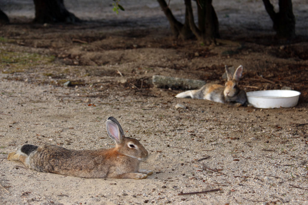 Rabbit-Island-2024_40