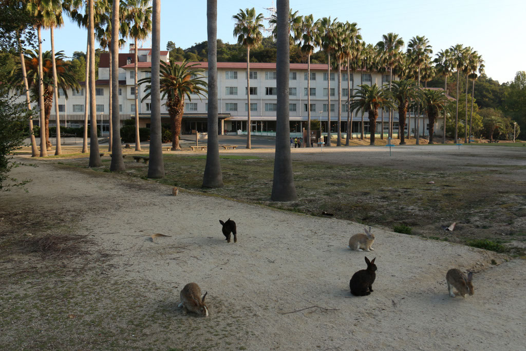 Rabbit-Island-2024_44