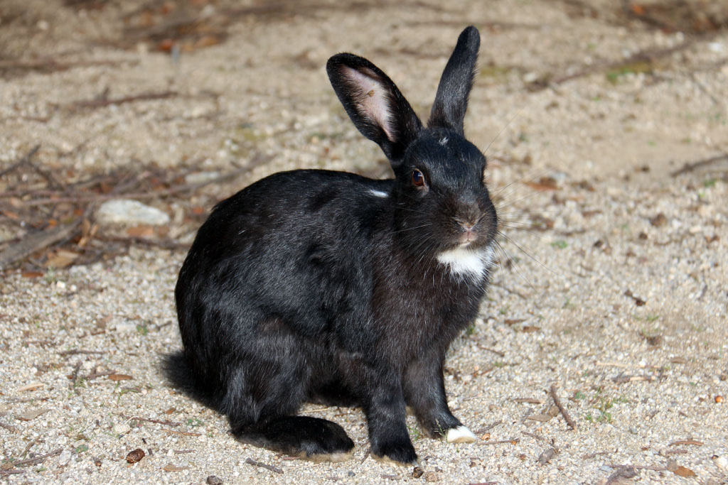 Rabbit-Island-2024_45