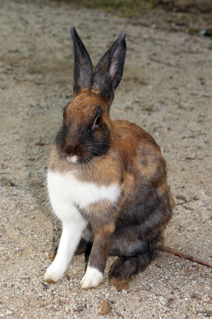 Rabbit-Island-2024_46