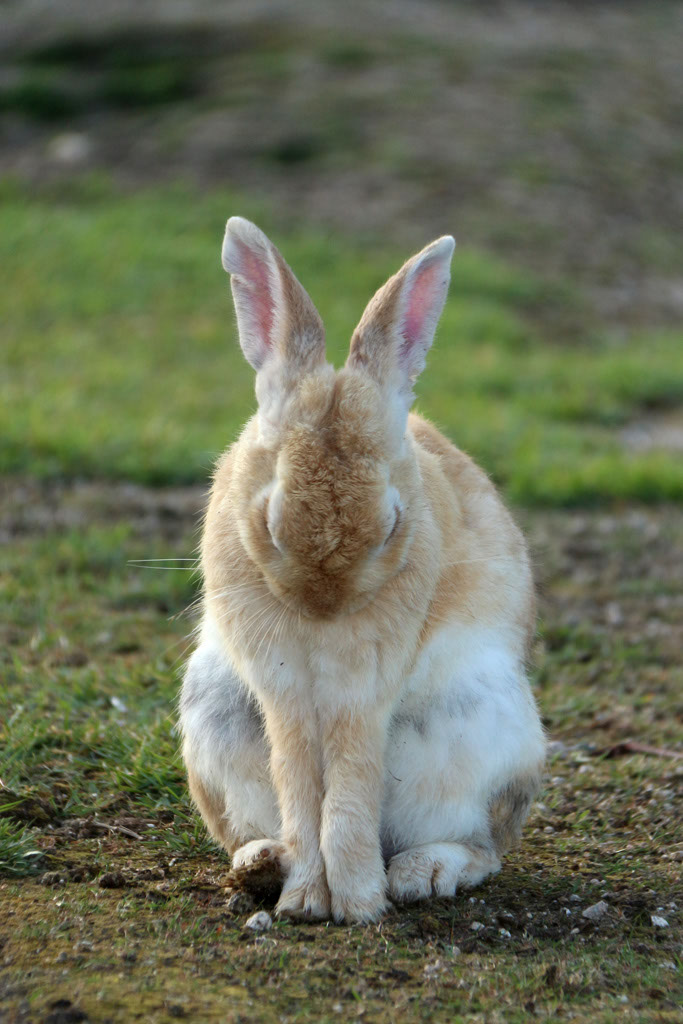 Rabbit-Island-2024_48