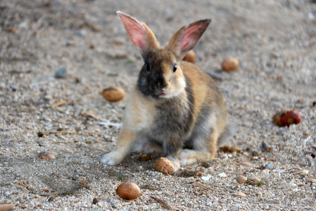 Rabbit-Island-2024_49