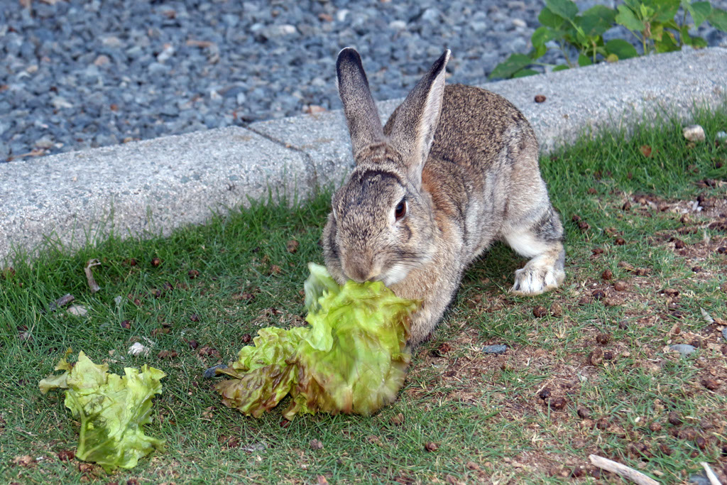 Rabbit-Island-2024_50
