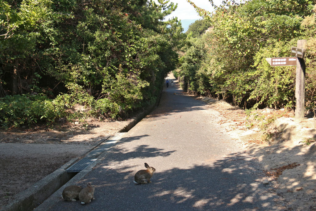 Rabbit-Island-2024_51