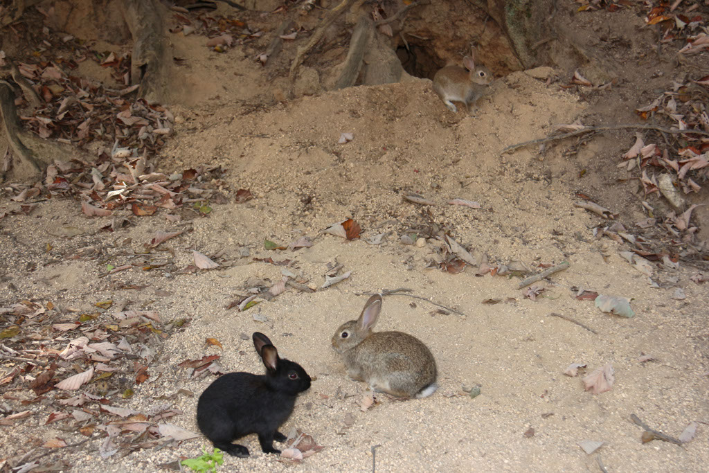 Rabbit-Island-2024_52