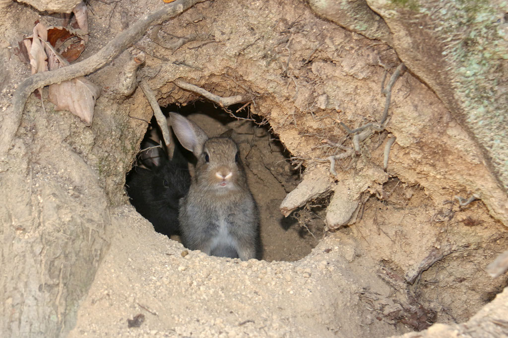 Rabbit-Island-2024_54