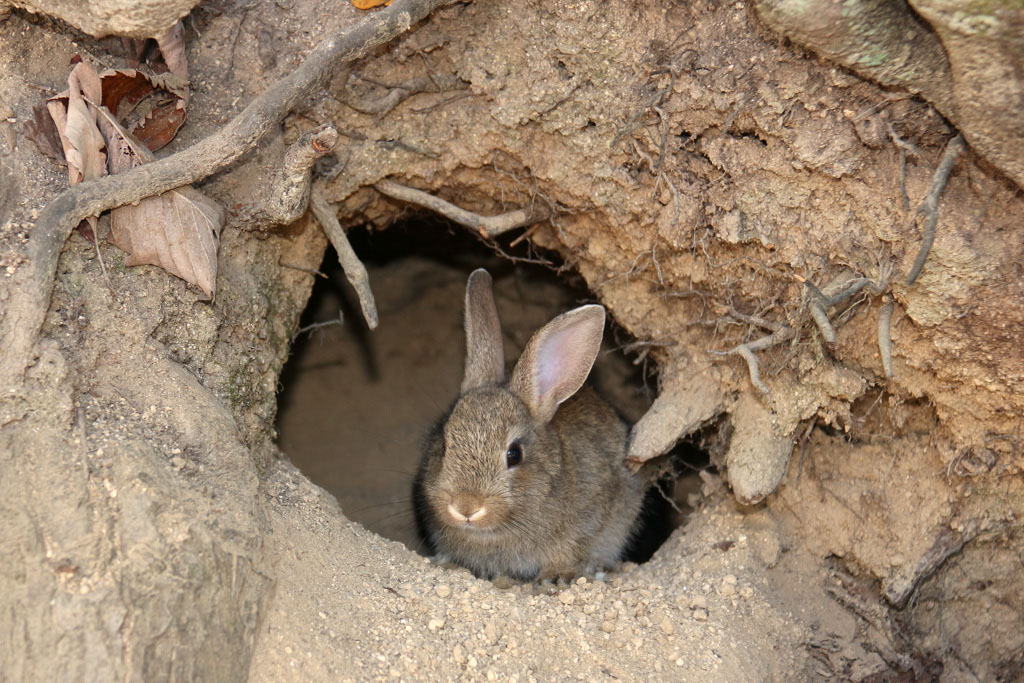 Rabbit-Island-2024_55