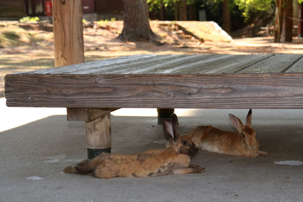 Rabbit-Island-2024_56