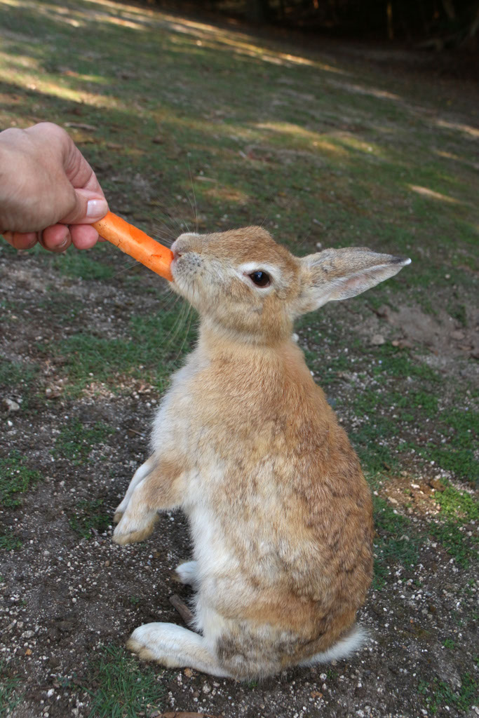 Rabbit-Island-2024_57