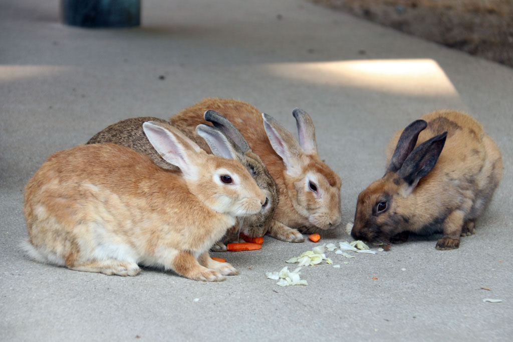 Rabbit-Island-2024_64