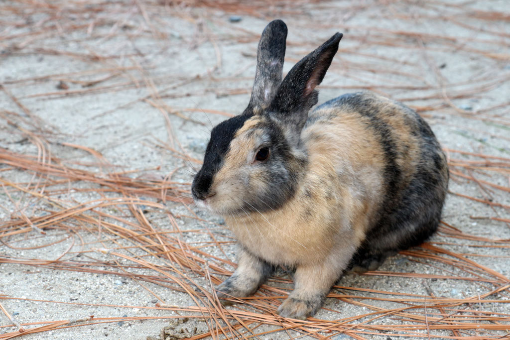 Rabbit-Island-2024_67