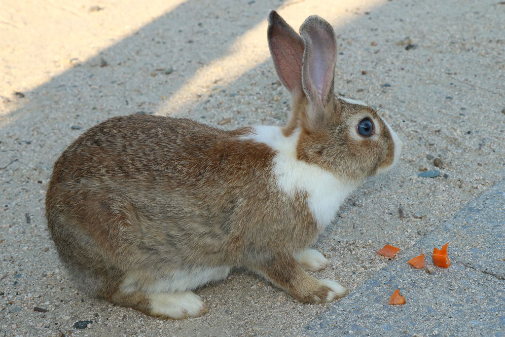 Rabbit-Island-2024_68