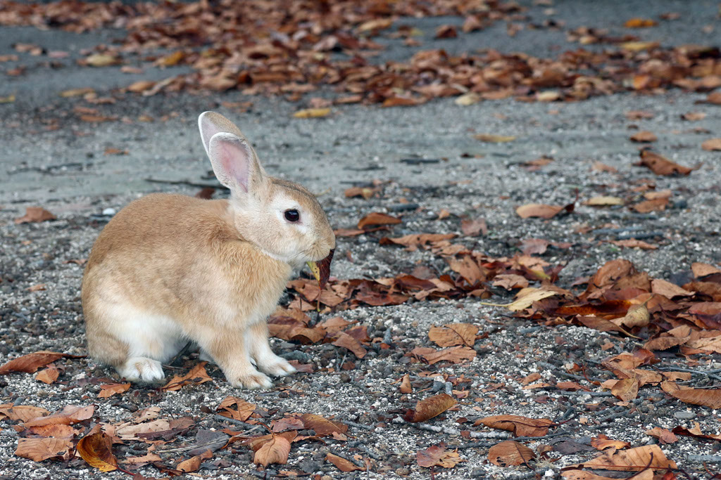 Rabbit-Island-2024_72