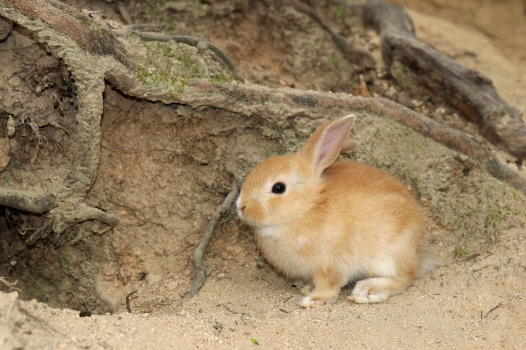 Rabbit-Island-2024_80