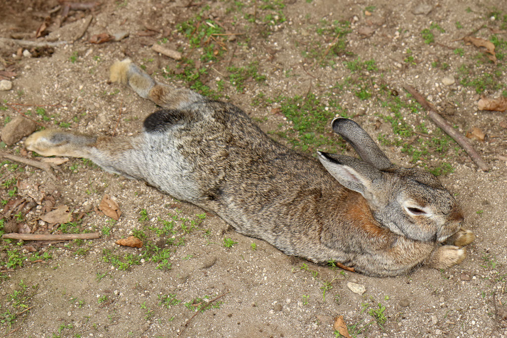 Rabbit-Island-2024_82