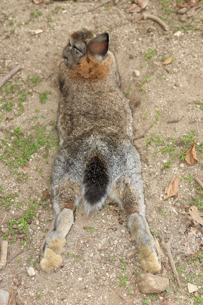 Rabbit-Island-2024_83