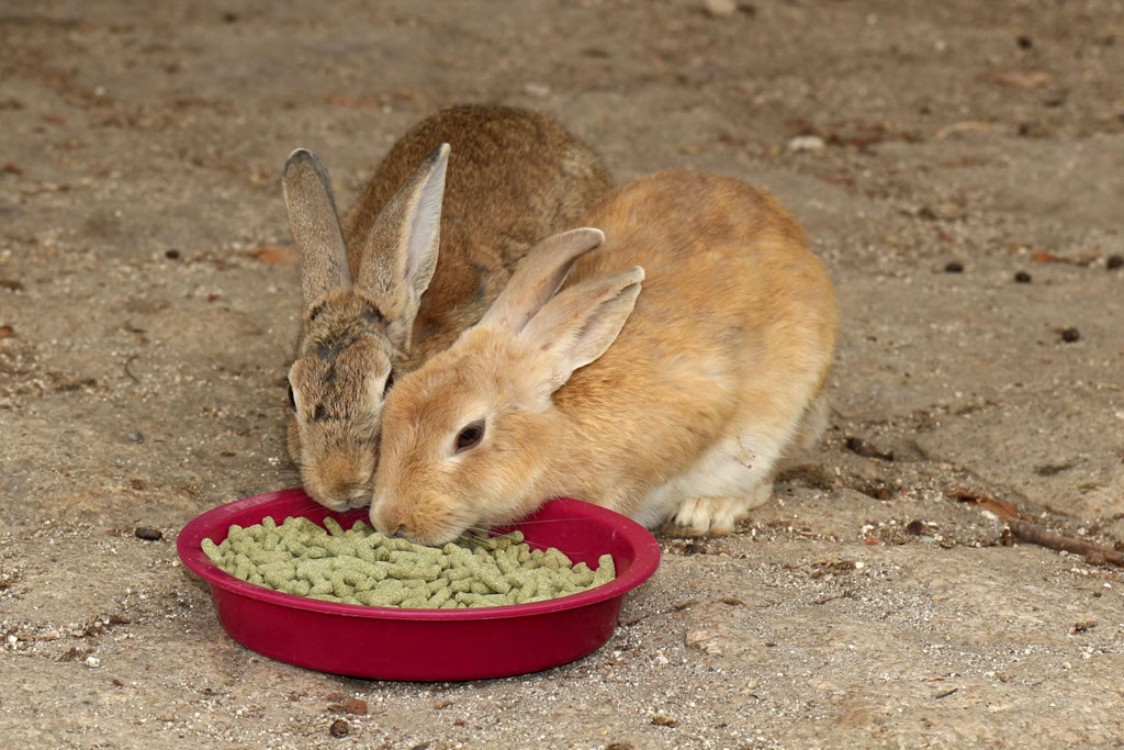 Rabbit-Island-2024_85