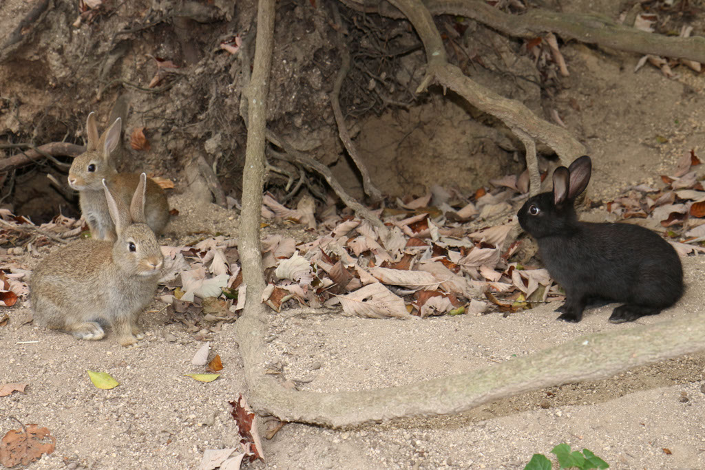 Rabbit-Island-2024_87