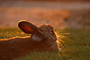 Rabbit-Island-2024_24