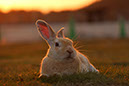 Rabbit-Island-2024_27