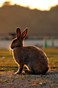 Rabbit-Island-2024_28