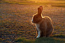 Rabbit-Island-2024_29