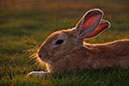 Rabbit-Island-2024_31