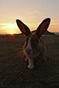 Rabbit-Island-2024_32